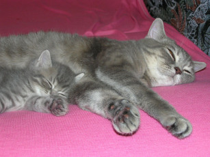 Картинка животные коты