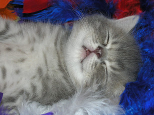 Картинка животные коты