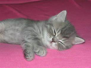 Картинка животные коты