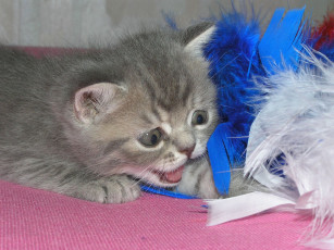 Картинка животные коты