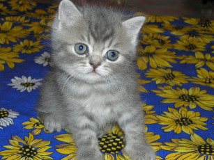 Картинка животные коты