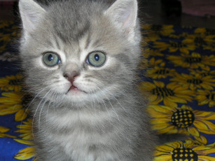 Картинка животные коты