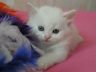 Картинка животные коты