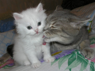 Картинка животные коты