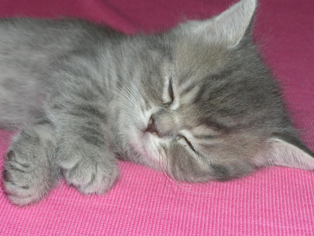 Обои картинки фото животные, коты