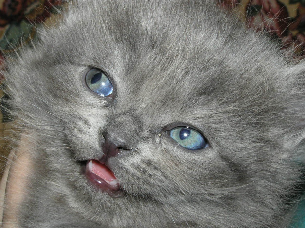 Обои картинки фото животные, коты