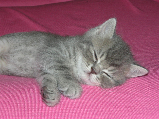 Обои картинки фото животные, коты