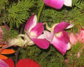 Картинка цветы орхидеи