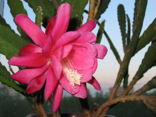 Картинка цветы кактусы