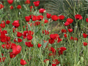 Картинка цветы маки