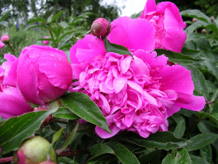 Картинка цветы пионы