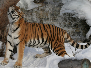 Картинка животные тигры