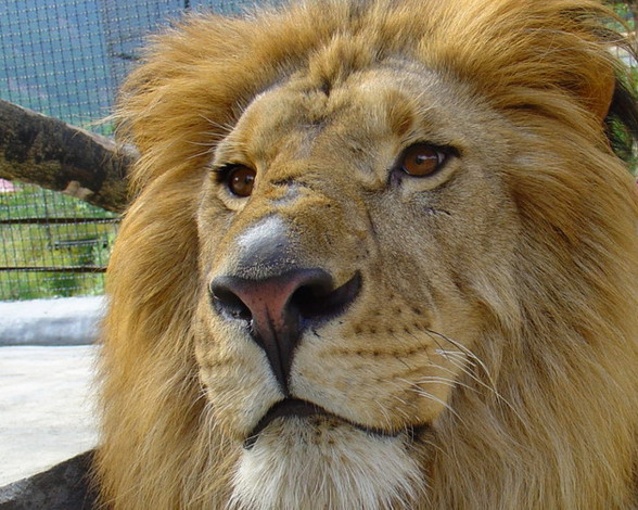 Обои картинки фото животные, львы