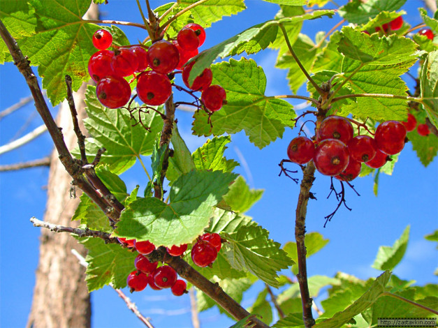 Обои картинки фото 