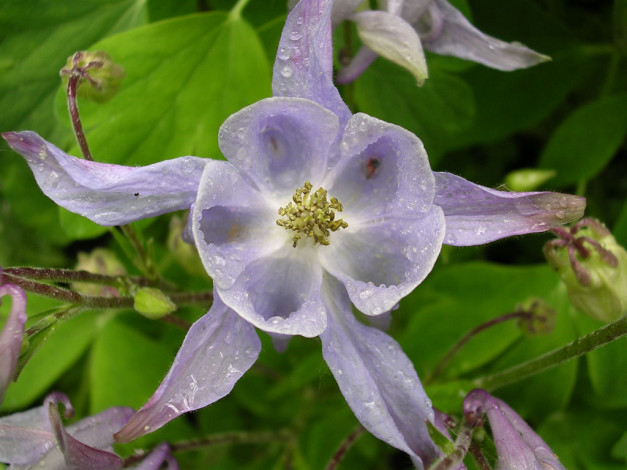 Обои картинки фото цветы, аквилегия, водосбор