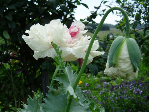 Обои картинки фото цветы, маки