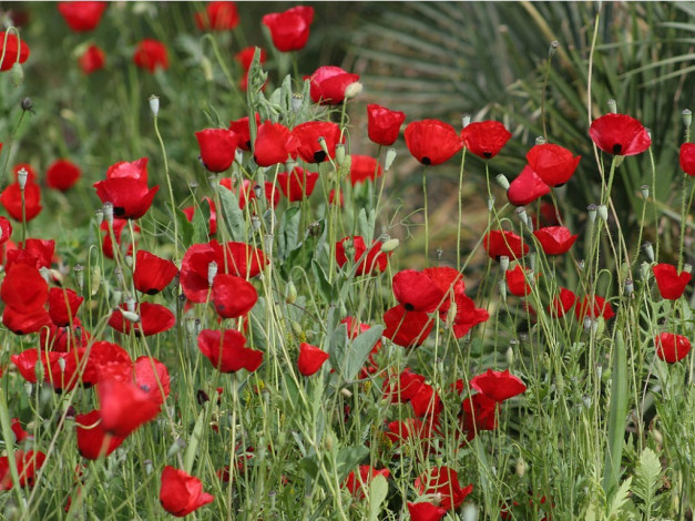 Обои картинки фото цветы, маки