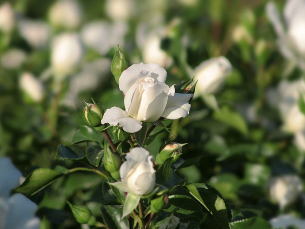 Обои картинки фото цветы, розы