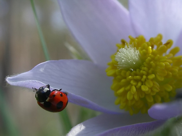 Обои картинки фото rostislaw, на, лепестке, сна, животные, божьи, коровки
