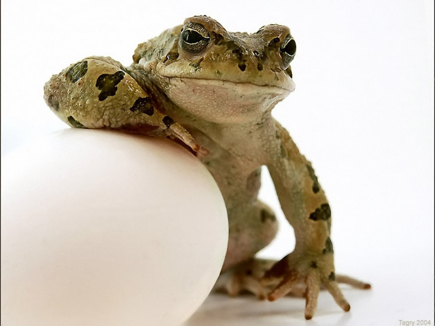 Обои картинки фото tagry, крутые, животные, лягушки