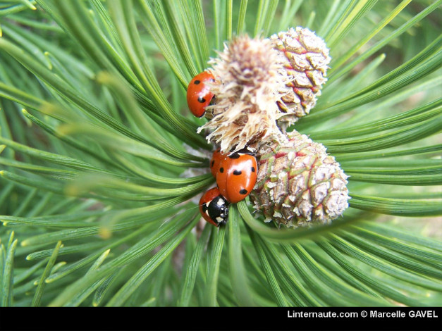 Обои картинки фото животные, божьи, коровки