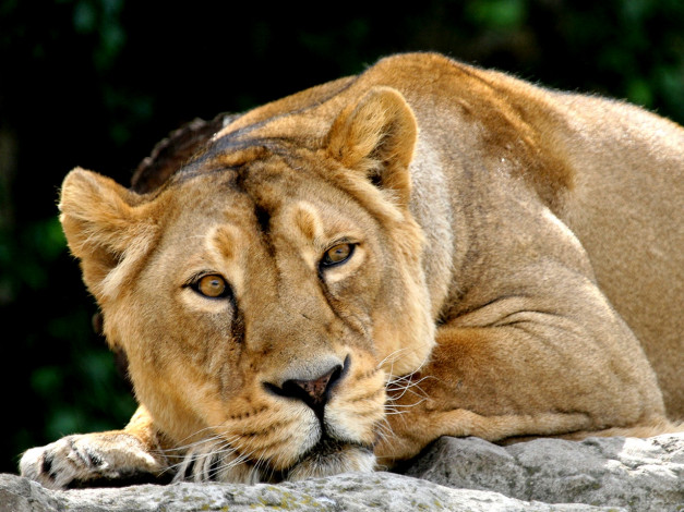Обои картинки фото животные, львы
