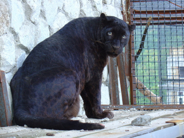 Обои картинки фото животные, пантеры