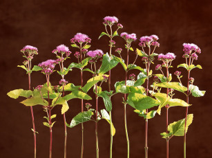 Картинка цветы агератум