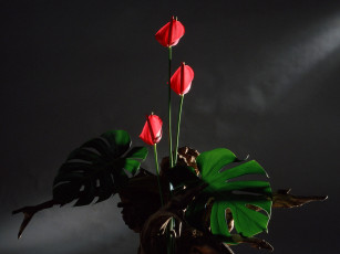 Картинка цветы букеты композиции