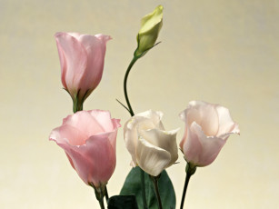 Картинка цветы эустома