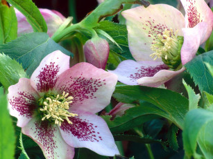 Картинка цветы геллеборус морозник