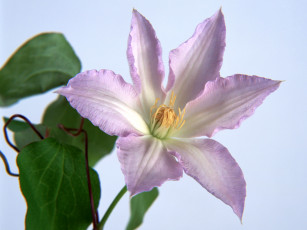 Картинка цветы клематис ломонос