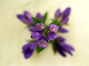 Картинка цветы луговые полевые