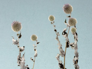 обоя цветы, луговые, полевые