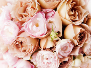 Картинка цветы разные вместе