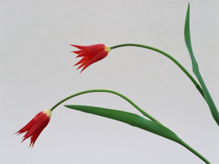 Картинка цветы тюльпаны