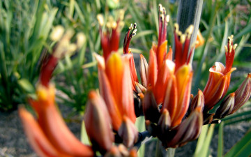 Картинка цветы