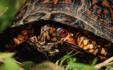 Картинка животные Черепахи
