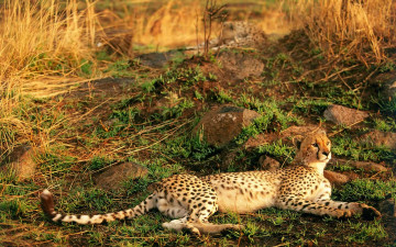 Картинка животные гепарды