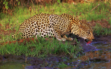 Картинка животные леопарды