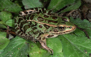 Картинка животные лягушки