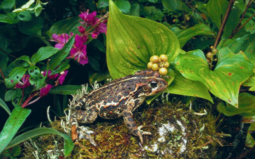 Картинка животные лягушки