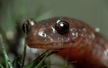 Картинка животные Ящерицы игуаны вараны