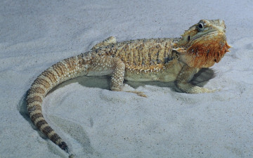 Картинка животные Ящерицы игуаны вараны