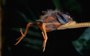 Картинка животные змеи питоны кобры