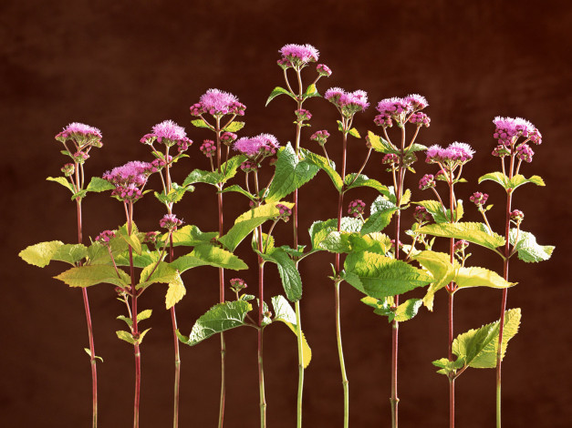 Обои картинки фото цветы, агератум