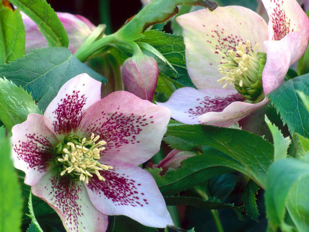 Обои картинки фото цветы, геллеборус, морозник