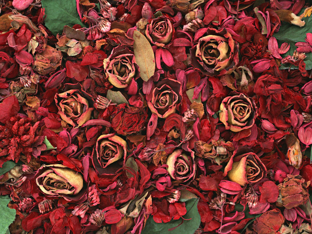 Обои картинки фото цветы, разные, вместе