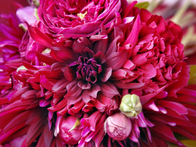 Обои картинки фото цветы, разные, вместе