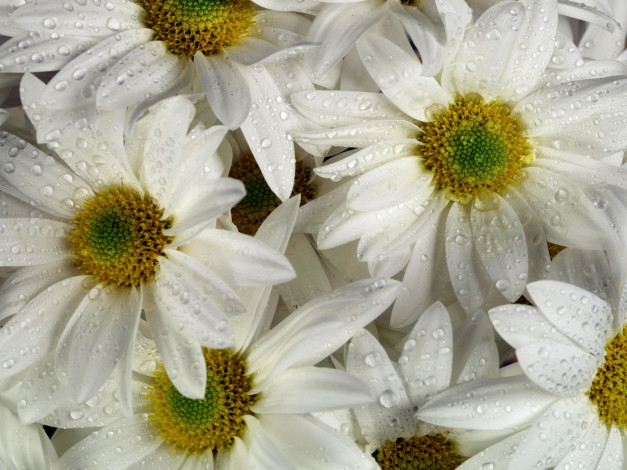 Обои картинки фото цветы, ромашки